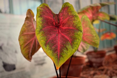 lemon blush caladium