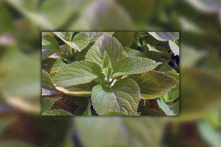 there are different coleus plants, like limelight coleus, that have smaller leaves than others