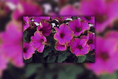 some types of petunias, like limelight petunia, have different colors on its edges