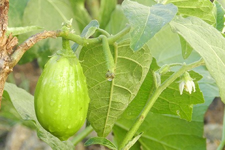 little green eggplant