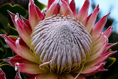 some types of protea flowers, like little prince protea, are easily recognizable with ornamental leaves