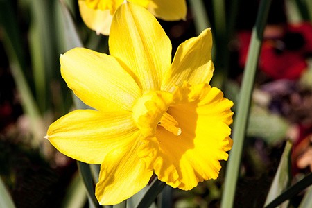 some varieties of daffodils, like long cup or trumpet, are perfect option to naturalize daffodils
