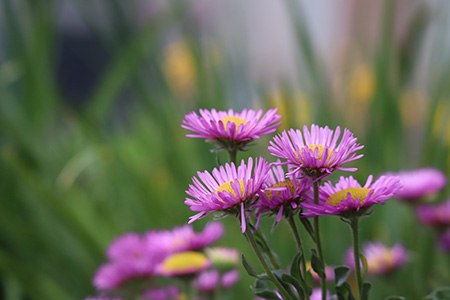 some varieties of aster, like lou williams, grow much bigger than other asters
