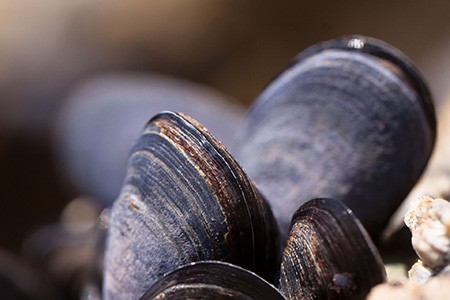mahogany clams