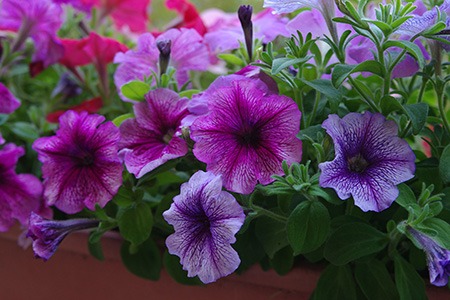 mirage petunia