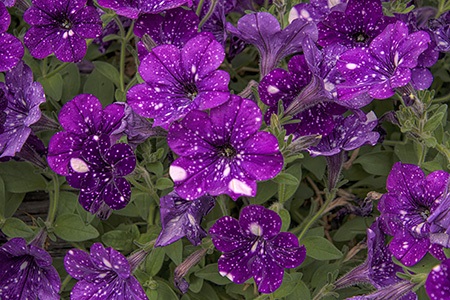 night skies are the most unique varieties of petunias with their multiple specks of white on its purple color