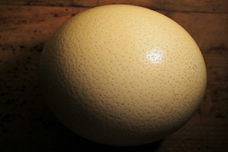 there are different types of animal eggs, like ostrich eggs, that are gigantic