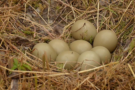 pheasant eggs