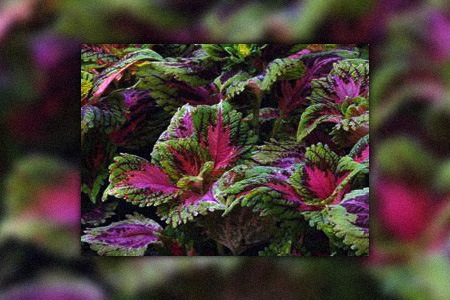 some coleus varieties, like picture perfect salmon pink, grow in clusters