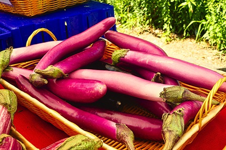 one of the longest eggplant varieties is ping tung eggplant