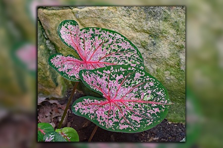 pink beauty caladium