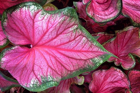 pink gem caladium