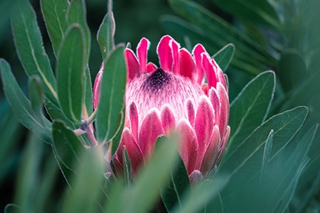 pink ice protea are famous protea types with the ability to grow well on different soils