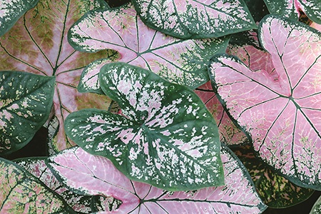 pink symphony caladium