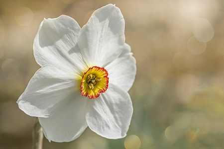 poeticus daffodils