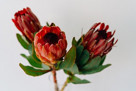 if you are looking for small types of protea, you can try growing possum magic