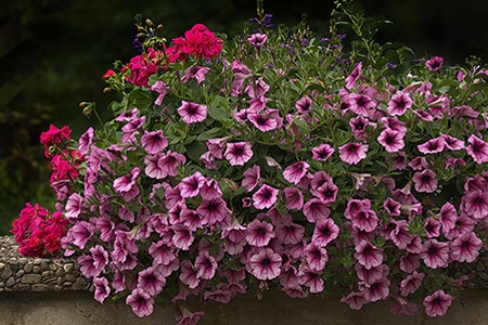 potunia