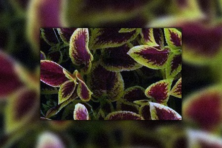 if you are looking for types of coleus that can make your flower bed special, premium sun crimson gold is just for you!