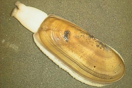razor clams are clam varieties that can be eaten raw