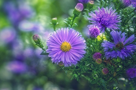 some aster types, like sapphire aster, have thin flowers