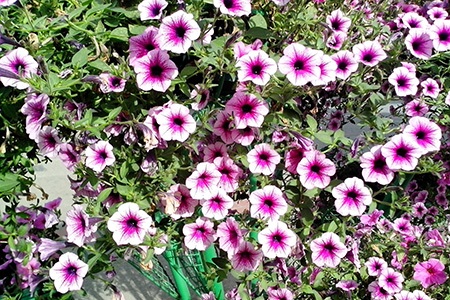 29 Types of Petunias to Bring Beauty to Your Garden - Worst Room