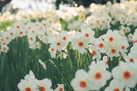 there are different kinds of daffodils, named small cup, that have smaller cups than other varieties