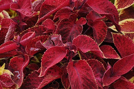 some coleus species, like superfine rainbow volcano, have bright burgundy color