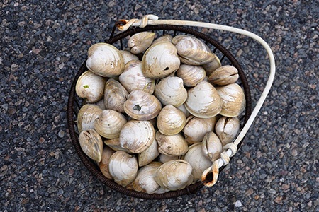 surf clams