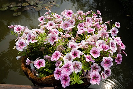 sweetunia white merlot are types of petunia flowers that grows to a shape of a globe