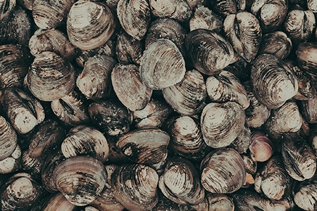 topneck clams
