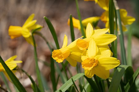 some kinds of daffodils, like triandrus, have two or more flowers on each of its stem