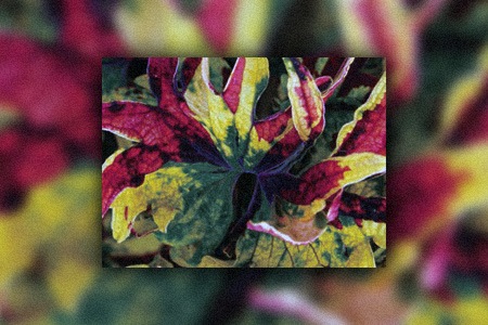 twist & twirl coleus