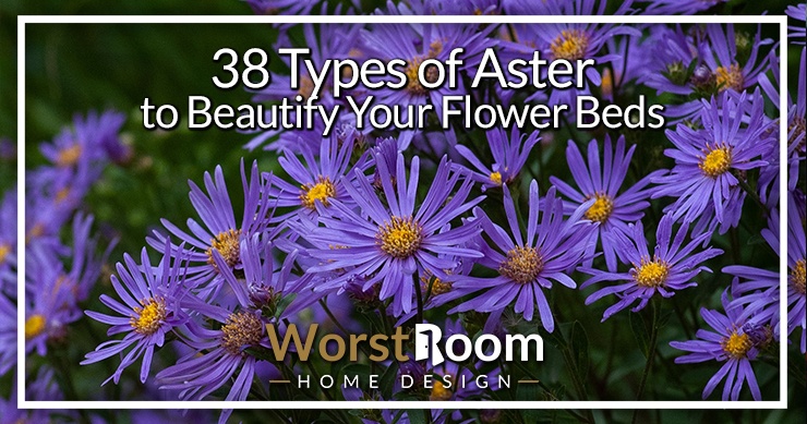 types of aster