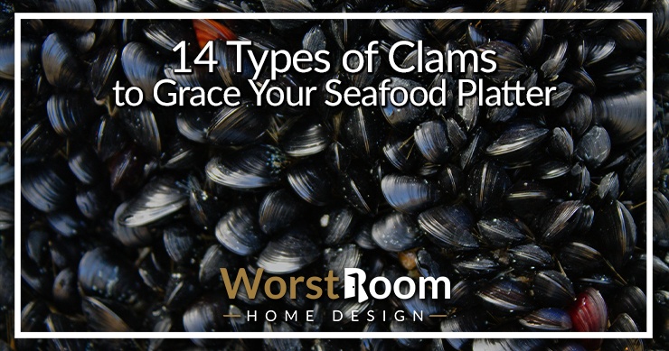 types of clams