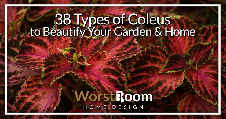 types of coleus