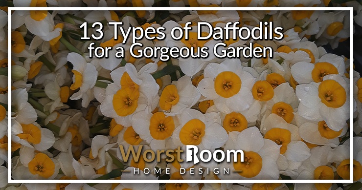 types of daffodils