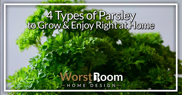 types of parsley