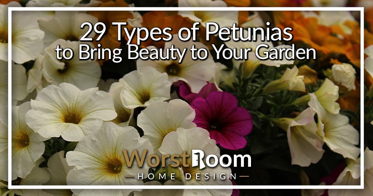 types of petunias