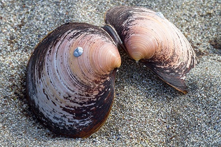 some types of clams, like washington clams, have extremely soft texture 