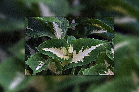 wizard jade is one of the coleus plant varieties that have cloud-like shape