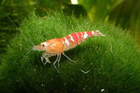 aesop shrimps
