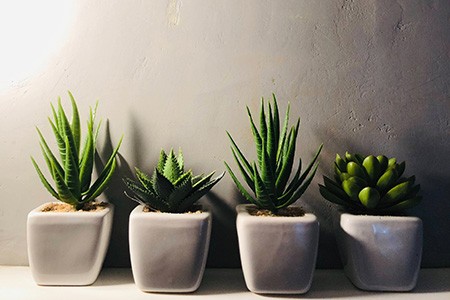 aloe vera is one of the perfect plants that dehumidify