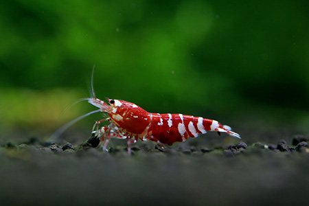 aquarium shrimps are types of shrimps that are better off as pets