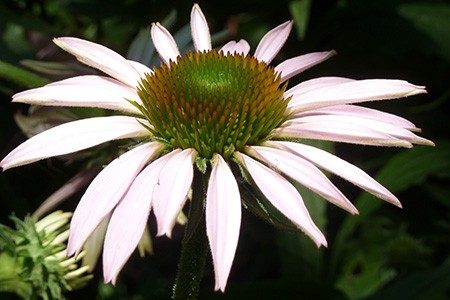 avalanche coneflower