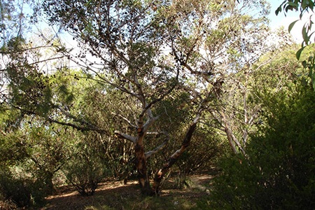 bald island marlock