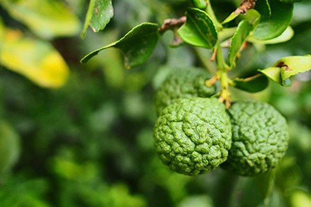 bergamot orange