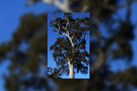 there are different kinds of eucalyptus, like blue gum, that are being used to extract essential oils