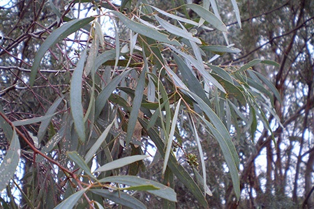 blue-leaved mallee