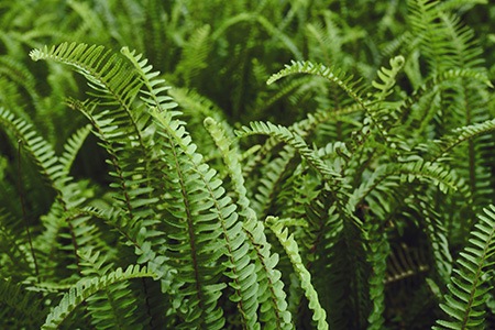 boston ferns