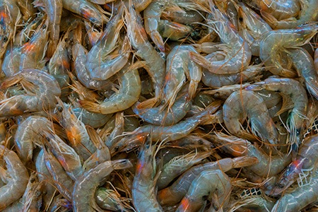 brown shrimp is the most popular shrimp species in the united states